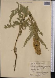 Sophora alopecuroides L., Middle Asia, Northern & Central Tian Shan (M4) (Kazakhstan)
