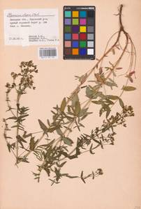 Hypericum elegans Steph. ex Willd., Eastern Europe, Central forest-and-steppe region (E6) (Russia)