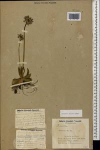 Primula algida Adams, Caucasus, Azerbaijan (K6) (Azerbaijan)