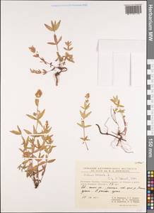 Galium boreale L., Siberia, Chukotka & Kamchatka (S7) (Russia)