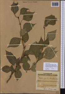 Populus ×berolinensis var. jrtyschensis (Chang Y. Yang) C. Shang, Siberia, Altai & Sayany Mountains (S2) (Russia)