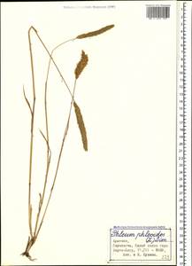 Phleum phleoides (L.) H.Karst., Caucasus, Armenia (K5) (Armenia)