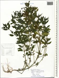 Mercurialis annua L., Caucasus, Black Sea Shore (from Novorossiysk to Adler) (K3) (Russia)