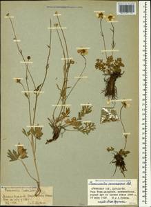Ranunculus caucasicus M. Bieb., Caucasus, Armenia (K5) (Armenia)