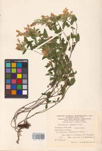 MHA 0 155 493, Scutellaria supina L., Eastern Europe, Eastern region (E10) (Russia)