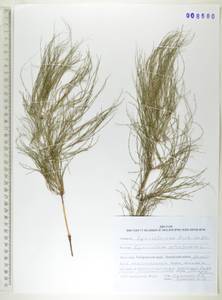 Equisetum sylvaticum L., Siberia, Russian Far East (S6) (Russia)