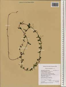 Dioscorea communis (L.) Caddick & Wilkin, South Asia, South Asia (Asia outside ex-Soviet states and Mongolia) (ASIA) (Cyprus)