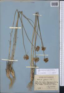 Allium petraeum Kar. & Kir., Middle Asia, Dzungarian Alatau & Tarbagatai (M5) (Kazakhstan)