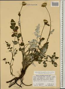 Psephellus leucophyllus (M. Bieb.) C. A. Mey., Caucasus, North Ossetia, Ingushetia & Chechnya (K1c) (Russia)