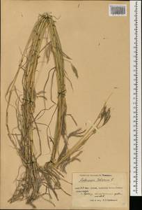 Bothriochloa ischaemum (L.) Keng, South Asia, South Asia (Asia outside ex-Soviet states and Mongolia) (ASIA) (China)