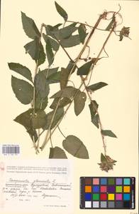 Campanula glomerata L., Eastern Europe, Volga-Kama region (E7) (Russia)