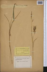 Bothriochloa ischaemum (L.) Keng, Western Europe (EUR) (Not classified)