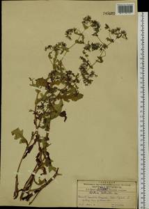 Crepidiastrum denticulatum subsp. denticulatum, Siberia, Russian Far East (S6) (Russia)