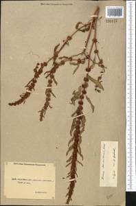 Rumex marschallianus Rchb., Middle Asia, Northern & Central Kazakhstan (M10) (Kazakhstan)