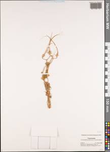 Erodium, Middle Asia, Karakum (M6) (Turkmenistan)