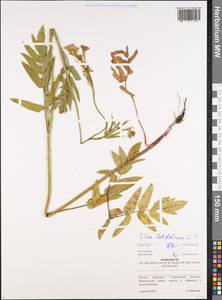 Sium latifolium L., Eastern Europe, Middle Volga region (E8) (Russia)