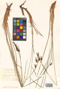 Carex middendorffii F.Schmidt, Siberia, Russian Far East (S6) (Russia)