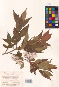 Salix pentandra L., Middle Asia, Dzungarian Alatau & Tarbagatai (M5) (Kazakhstan)