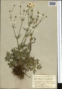 Ranunculus polyanthemos L., Middle Asia, Northern & Central Kazakhstan (M10) (Kazakhstan)