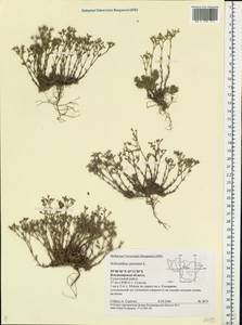 Scleranthus perennis, Eastern Europe, Central region (E4) (Russia)