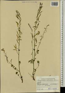 Corydalis adunca Maxim., Mongolia (MONG) (Mongolia)