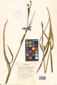 Iris setosa Pall. ex Link, Siberia, Russian Far East (S6) (Russia)