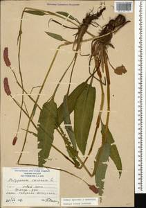 Bistorta carnea (K. Koch) Kom., Caucasus, South Ossetia (K4b) (South Ossetia)