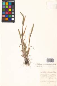 Phleum paniculatum Huds., Eastern Europe, Moscow region (E4a) (Russia)