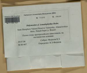 Didymodon icmadophilus (Schimp. ex Müll. Hal.) K. Saito, Bryophytes, Bryophytes - Krasnoyarsk Krai, Tyva & Khakassia (B17) (Russia)