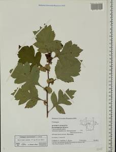 Crataegus maximowiczii C. K. Schneid., Eastern Europe, Central region (E4) (Russia)