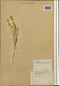 Astragalus asper Jacq., Caucasus (no precise locality) (K0)