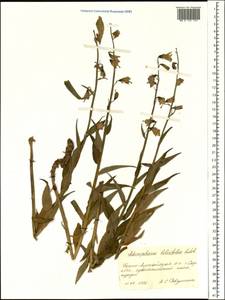 Adenophora liliifolia (L.) A.DC., Siberia, Altai & Sayany Mountains (S2) (Russia)