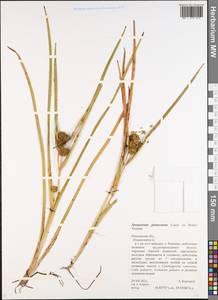 Sparganium glomeratum (Laest. ex Beurl.) Beurl., Eastern Europe, Central forest region (E5) (Russia)