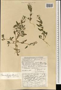 Chenopodium album L., Mongolia (MONG) (Mongolia)