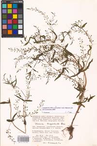 MHA 0 159 878, Veronica anagalloides Guss., Middle Asia, Caspian Ustyurt & Northern Aralia (M8) (Kazakhstan)