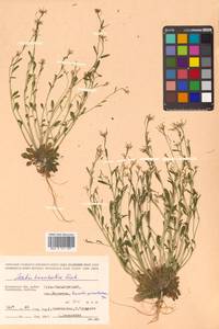 Arabidopsis lyrata subsp. kamchatica (Fisch. ex DC.) O'Kane & Al-Shehbaz, Siberia, Chukotka & Kamchatka (S7) (Russia)