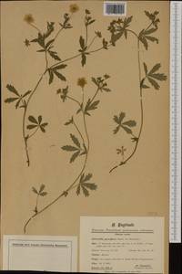 Potentilla thuringiaca Bernh. ex Link, Western Europe (EUR) (Switzerland)
