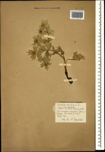 Eryngium maritimum L., Caucasus, Georgia (K4) (Georgia)