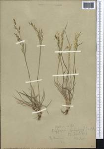 Piptatherum songaricum (Trin. & Rupr.) Roshev., Middle Asia, Northern & Central Tian Shan (M4) (Kazakhstan)