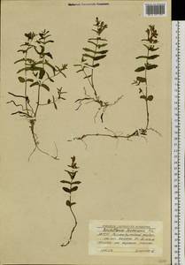 Scutellaria regeliana var. ikonnikovii (Juz.) C.Y.Wu & H.W.Li, Siberia, Yakutia (S5) (Russia)