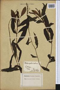 Potamogeton alpinus Balb., Western Europe (EUR) (Germany)