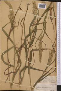 Melica altissima L., Middle Asia, Dzungarian Alatau & Tarbagatai (M5) (Kazakhstan)