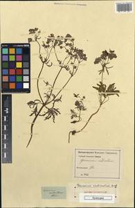 Geranium tuberosum L., Caucasus, Georgia (K4) (Georgia)