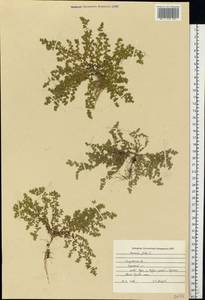 Herniaria glabra L., Eastern Europe, Central region (E4) (Russia)