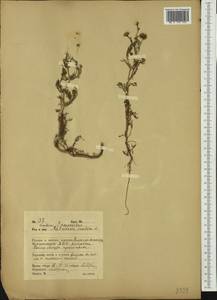 Tripleurospermum inodorum (L.) Sch.-Bip, Siberia, Russian Far East (S6) (Russia)