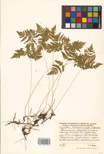 Gymnocarpium robertianum (Hoffm.) Newman, Siberia, Russian Far East (S6) (Russia)