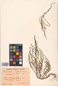 Salicornia perennans Willd., Eastern Europe, Lower Volga region (E9) (Russia)
