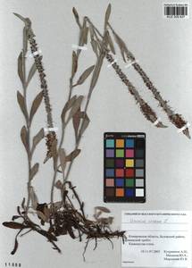 Veronica incana L., Siberia, Altai & Sayany Mountains (S2) (Russia)