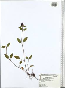 Prunella vulgaris L., Eastern Europe, Central region (E4) (Russia)