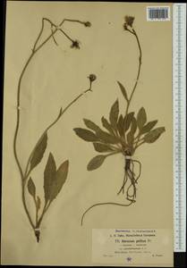 Hieracium pellitum subsp. pseudolanatum (Arv.-Touv.) Zahn, Western Europe (EUR) (France)